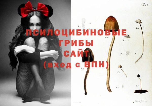 сатива Новодвинск